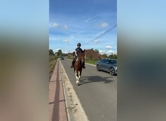 Irlandzki koń sportowy, Wałach, 4 lat, 160 cm, Srokata
