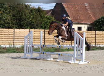 Irlandzki koń sportowy, Wałach, 4 lat, 160 cm, Srokata