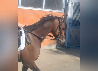 Irlandzki koń sportowy, Wałach, 4 lat, 162 cm, Gniada