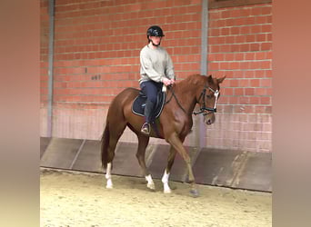 Irlandzki koń sportowy Mix, Wałach, 4 lat, 163 cm, Kasztanowata