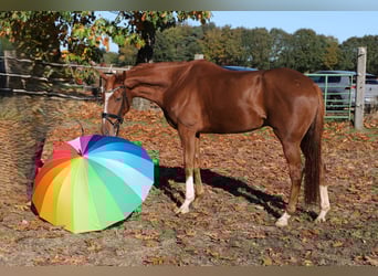 Irlandzki koń sportowy Mix, Wałach, 4 lat, 163 cm, Kasztanowata