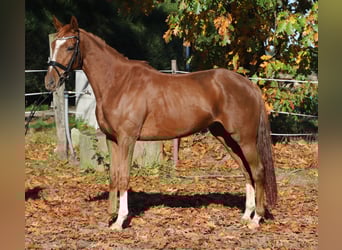 Irlandzki koń sportowy Mix, Wałach, 4 lat, 163 cm, Kasztanowata