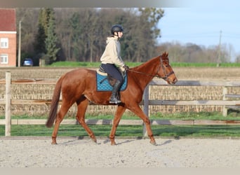 Irlandzki koń sportowy, Wałach, 4 lat, 164 cm, Ciemnokasztanowata