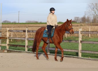 Irlandzki koń sportowy, Wałach, 4 lat, 164 cm, Ciemnokasztanowata