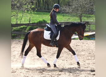 Irlandzki koń sportowy Mix, Wałach, 4 lat, 164 cm, Gniada