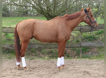 Irlandzki koń sportowy Mix, Wałach, 4 lat, 164 cm