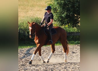 Irlandzki koń sportowy Mix, Wałach, 4 lat, 164 cm