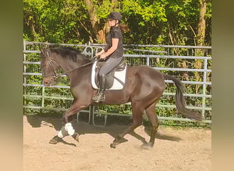 Irlandzki koń sportowy, Wałach, 4 lat, 168 cm, Skarogniada