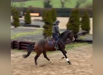 Irlandzki koń sportowy, Wałach, 4 lat, 170 cm, Ciemnogniada