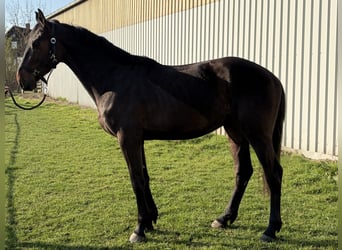 Irlandzki koń sportowy, Wałach, 4 lat, 170 cm, Kara