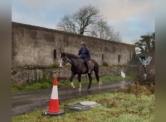 Irlandzki koń sportowy, Wałach, 4 lat, 173 cm, Siwa