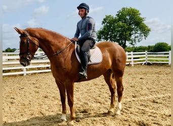 Irlandzki koń sportowy, Wałach, 4 lat, 175 cm, Kasztanowata