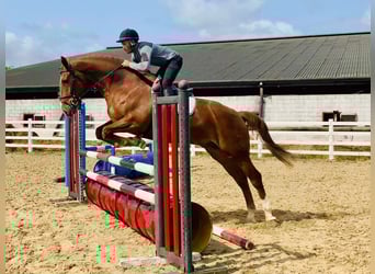 Irlandzki koń sportowy, Wałach, 4 lat, 175 cm, Kasztanowata