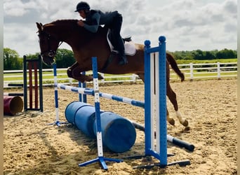 Irlandzki koń sportowy, Wałach, 4 lat, 175 cm, Kasztanowata