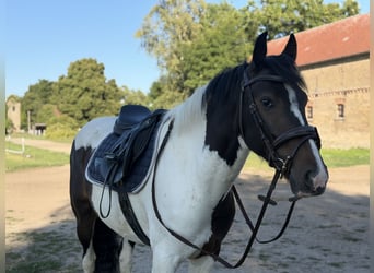 Irlandzki koń sportowy Mix, Wałach, 5 lat, 150 cm, Srokata