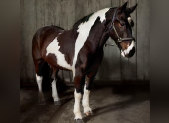 Irlandzki koń sportowy Mix, Wałach, 5 lat, 153 cm, Tarantowata