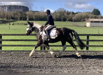 Irlandzki koń sportowy Mix, Wałach, 5 lat, 153 cm, Tarantowata