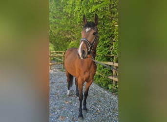 Irlandzki koń sportowy, Wałach, 5 lat, 157 cm, Gniada