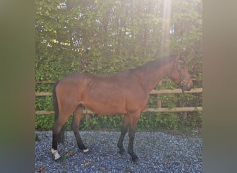 Irlandzki koń sportowy, Wałach, 5 lat, 157 cm, Gniada