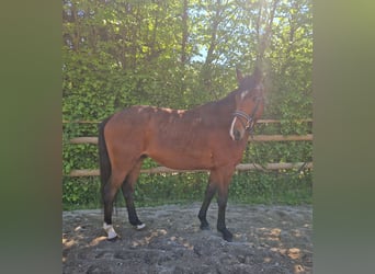 Irlandzki koń sportowy, Wałach, 5 lat, 157 cm, Gniada