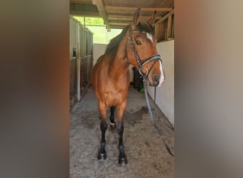 Irlandzki koń sportowy, Wałach, 5 lat, 157 cm, Gniada