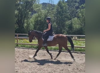 Irlandzki koń sportowy, Wałach, 5 lat, 157 cm, Gniada