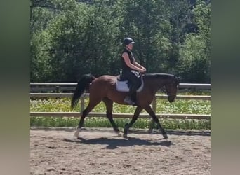 Irlandzki koń sportowy, Wałach, 5 lat, 157 cm, Gniada