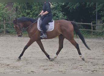 Irlandzki koń sportowy, Wałach, 5 lat, 158 cm, Gniada