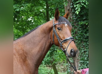Irlandzki koń sportowy, Wałach, 5 lat, 158 cm, Gniada