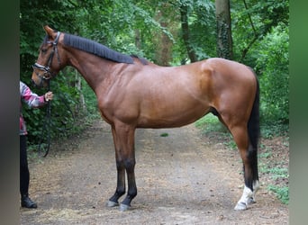 Irlandzki koń sportowy, Wałach, 5 lat, 158 cm, Gniada