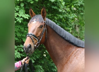 Irlandzki koń sportowy, Wałach, 5 lat, 158 cm, Gniada