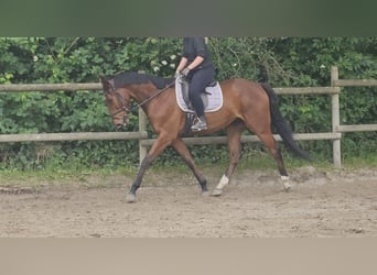 Irlandzki koń sportowy, Wałach, 5 lat, 158 cm, Gniada