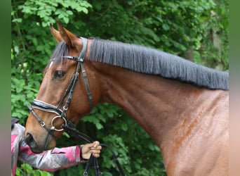Irlandzki koń sportowy, Wałach, 5 lat, 158 cm, Gniada