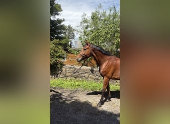Irlandzki koń sportowy, Wałach, 5 lat, 160 cm, Gniada