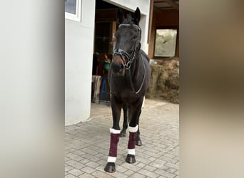 Irlandzki koń sportowy, Wałach, 5 lat, 160 cm, Kara