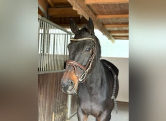 Irlandzki koń sportowy, Wałach, 5 lat, 160 cm, Kara