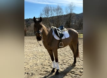 Irlandzki koń sportowy, Wałach, 5 lat, 162 cm, Ciemnogniada