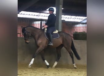 Irlandzki koń sportowy Mix, Wałach, 5 lat, 162 cm, Gniada