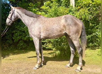 Irlandzki koń sportowy, Wałach, 5 lat, 163 cm, Siwa