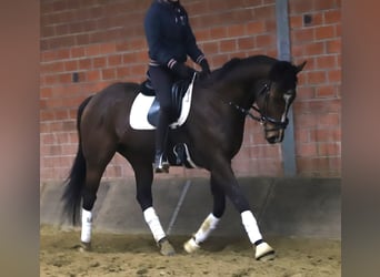 Irlandzki koń sportowy Mix, Wałach, 5 lat, 164 cm, Ciemnogniada