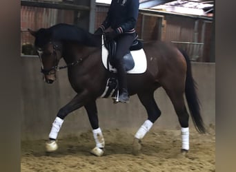 Irlandzki koń sportowy Mix, Wałach, 5 lat, 164 cm, Ciemnogniada