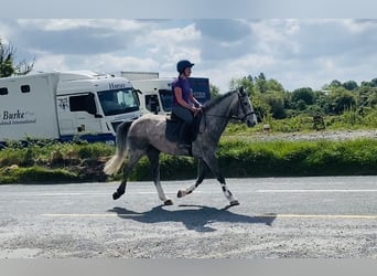 Irlandzki koń sportowy, Wałach, 5 lat, 164 cm, Siwa jabłkowita