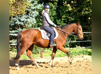 Irlandzki koń sportowy, Wałach, 5 lat, 165 cm, Gniada