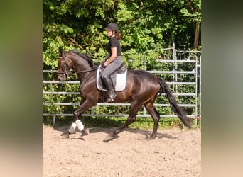Irlandzki koń sportowy, Wałach, 5 lat, 165 cm, Gniada