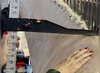 Irlandzki koń sportowy, Wałach, 5 lat, 165 cm, Izabelowata