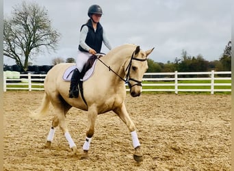 Irlandzki koń sportowy, Wałach, 5 lat, 165 cm, Izabelowata