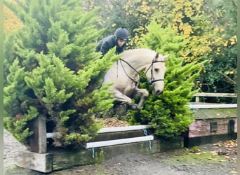 Irlandzki koń sportowy, Wałach, 5 lat, 165 cm, Izabelowata