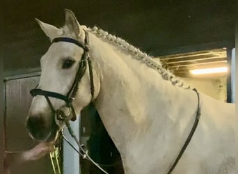 Irlandzki koń sportowy, Wałach, 5 lat, 165 cm, Izabelowata