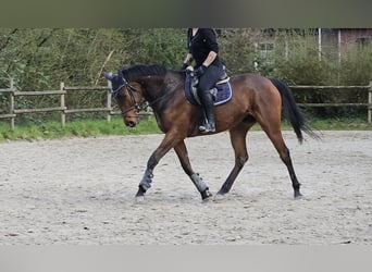 Irlandzki koń sportowy, Wałach, 5 lat, 165 cm, Skarogniada