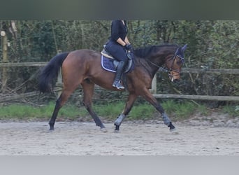 Irlandzki koń sportowy, Wałach, 5 lat, 165 cm, Skarogniada